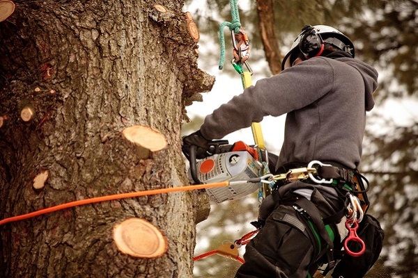 Tree Trimming Expert in Jacksonville, TX Tree Trimming Expert
