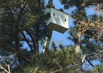 Reliable Tree Service