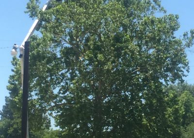 Reputable Tree Service