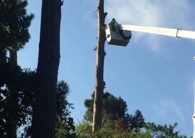 Respected Tree Service