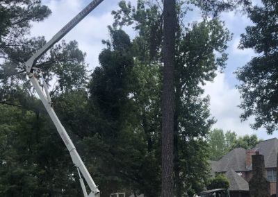 Revolutionary Tree Service