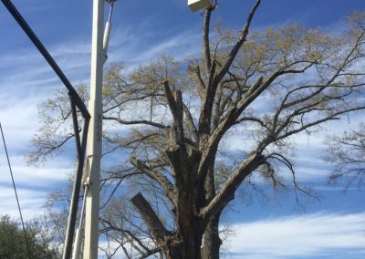 Skillful Tree Service
