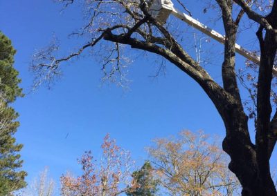 Trustworthy Tree Service