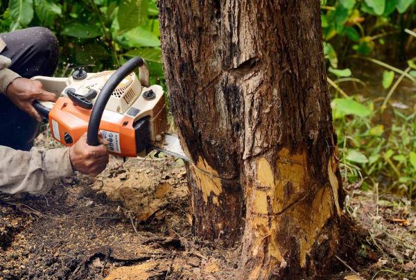 Tree Cutting Tree Cutting