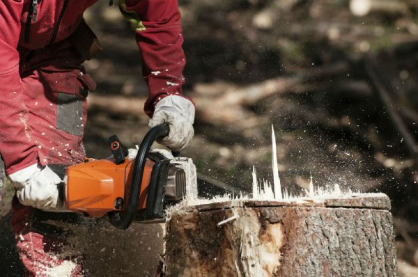 Tree Removal Tree Removal