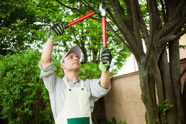 Tree Trimming Tree Trimming