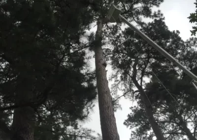 Tree Cutting Service