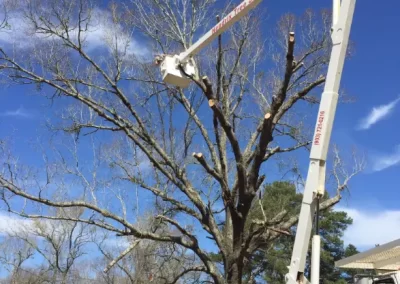 Tree Service